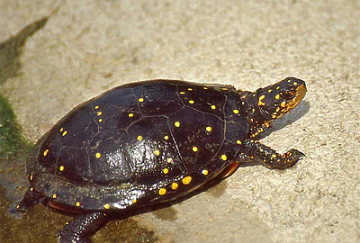 Tortuga moteada