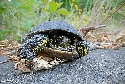 Tortuga Galapago Europea