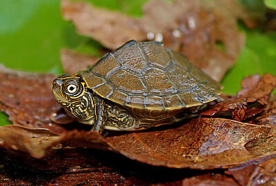 Falsa tortuga Mapa características y curiosidades