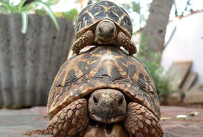 Tortuga Estrellada