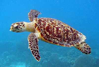 La Tortuga Carey