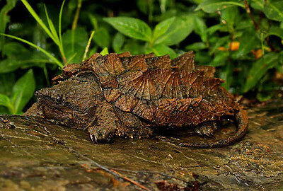 Tortuga Caimán