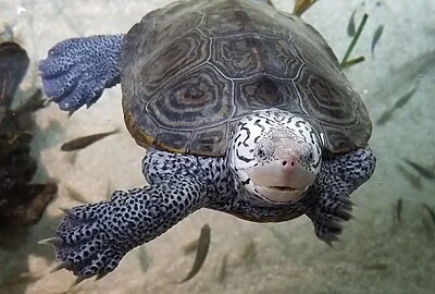 Tortuga de dorso diamantino