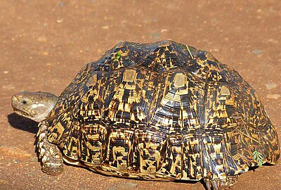 Tortuga Leopardo