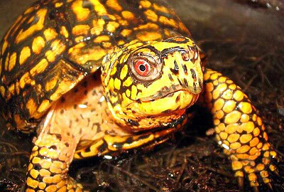 Tortuga de Caja