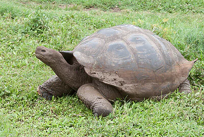 Tortuga Galápago