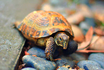 Tortuga Rusa