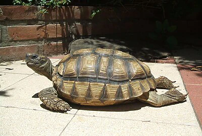 Tortuga Argentina