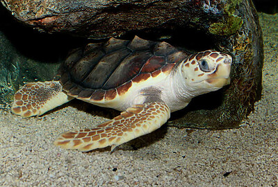 Tortuga Boba