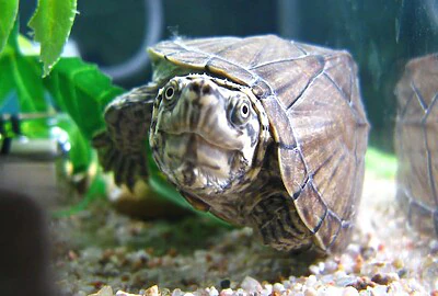 Tortuga de Bulbo