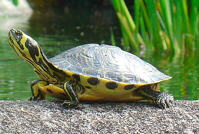 Tortuga Colombiana