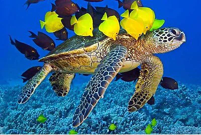 Tortuga Golfina de Mar