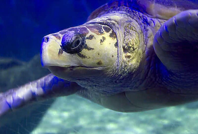 Tortuga Lora