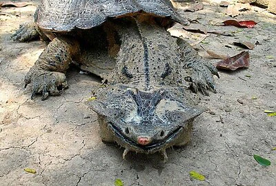 Tortuga MataMata