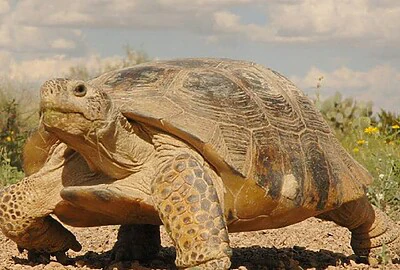 tortuga de Mapimí