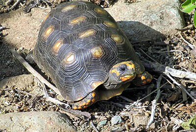 Tortuga Morrocoy