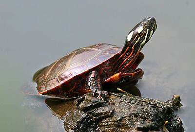 Tortuga Pintada