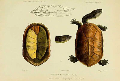 Tortuga brasileña de cuello largo