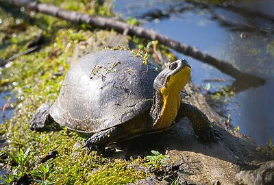 Tortuga de Blanding