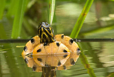 Tortuga de Cumberland