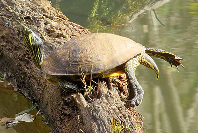 Tortuga de Orejas Amarillas