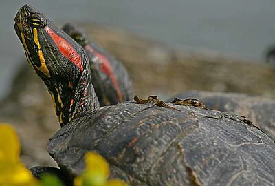 Tortuga de orejas Rojas