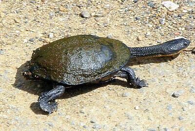 Tortuga Cuello de serpiente