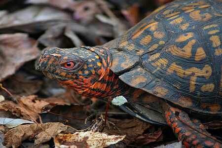 Tortugas marinas y de tierra más EXÓTICAS del mundo