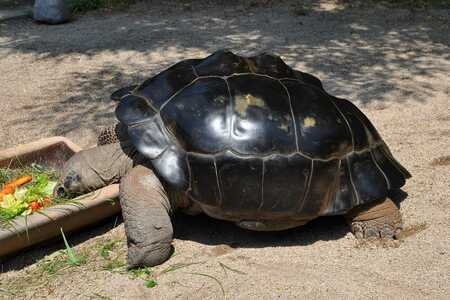Tortugas marinas y de tierra más EXÓTICAS del mundo