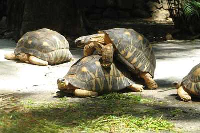 Tortuga apareándose