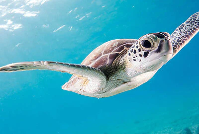 Tortuga Verde