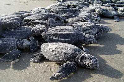 Tortugas marinas y de tierra