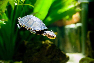 Tortuga De Pantano Kinosternon