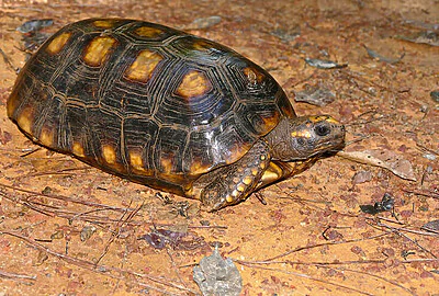 Tortuga Morrocoy de patas amarillas