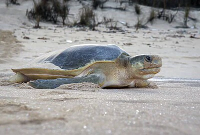 Tortuga Plana Australiana
