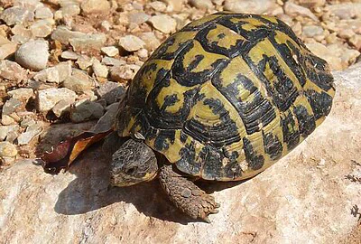 Tortuga mediterránea europea