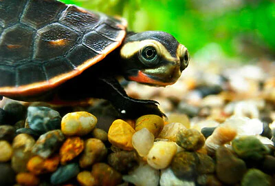 Tortuga Payaso