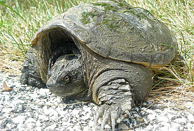 Tortuga Mordedora