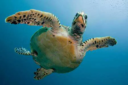 Tortugas marinas y de tierra Tortuga nadando