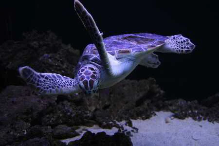 Tortugas marinas y de tierra nadando en le agua Tortuga Violeta