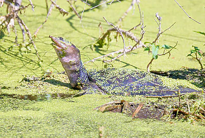 Tortuga de caparazon blando (Apalone Ferox)