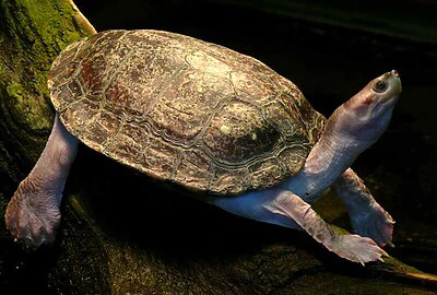 Tortuga Corona Roja o Batagur kachuga