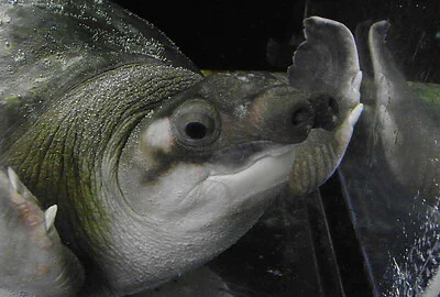 Tortuga nariz de cerdo