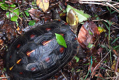 Tortuga de caja China