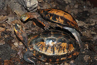 Tortuga Vietnamita o Cuora galbinifrons