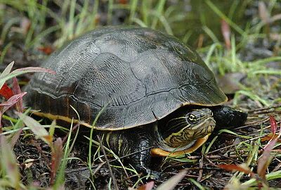 Tortuga pollo