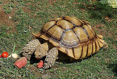 Tortuga Geochelone sulcata gigante