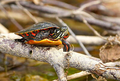 Tortuga de vientre Rojo