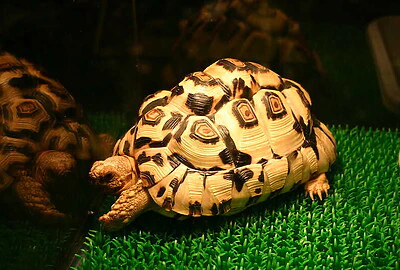 tortuga araña de Madagascar