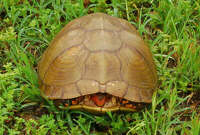 Tortuga de caja de tres dedos